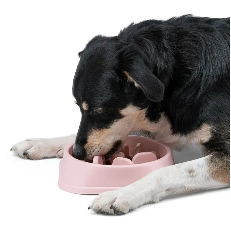 Slow Feeder Bowl for Dogs & Cats (500ml) - Image 3