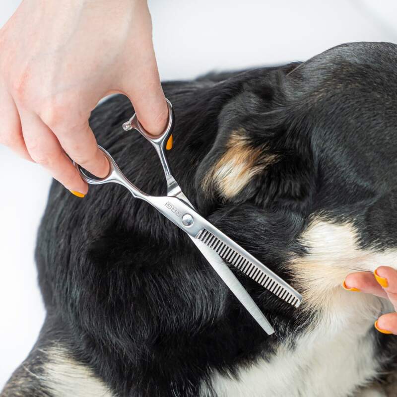 Stainless Steel Dog Grooming Scissors Set - Image 2