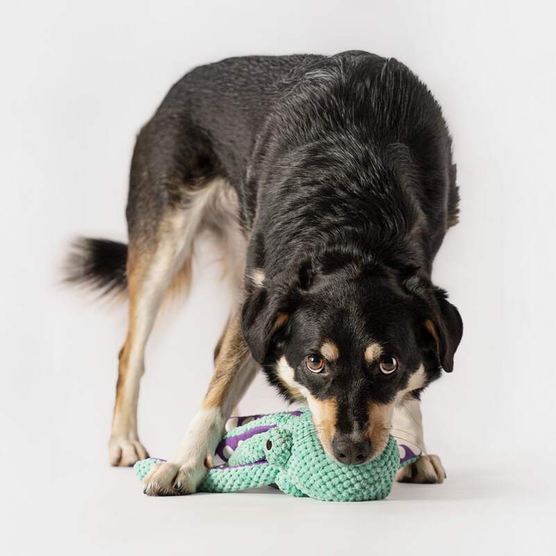 RAGI Plush Octopus Squeaky Dog Toy - Image 5
