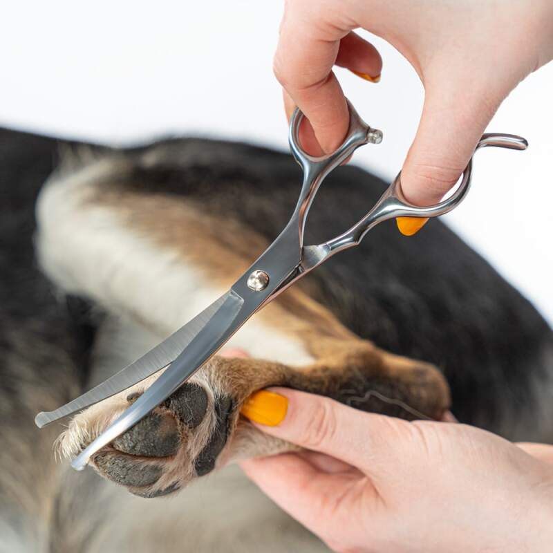 Stainless Steel Dog Grooming Scissors Set - Image 6