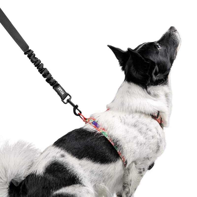 Dog Seat Belt with Shock Absorber - Image 5