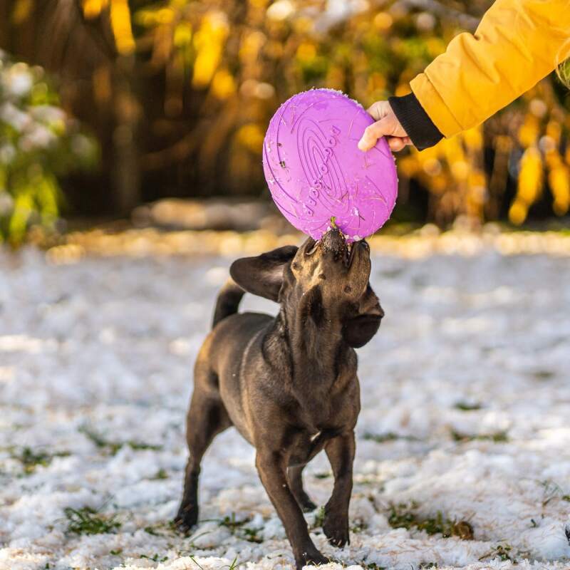 Rubber Dog Frisbee for Fetch and Play - Image 7