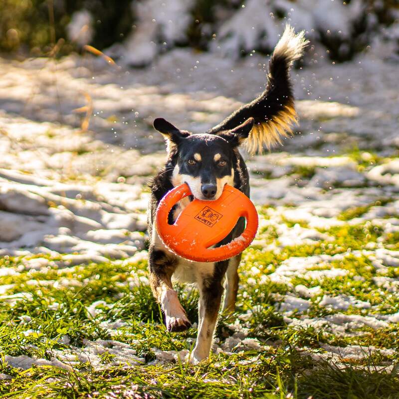 Agility Training Ring for Dogs - Image 2