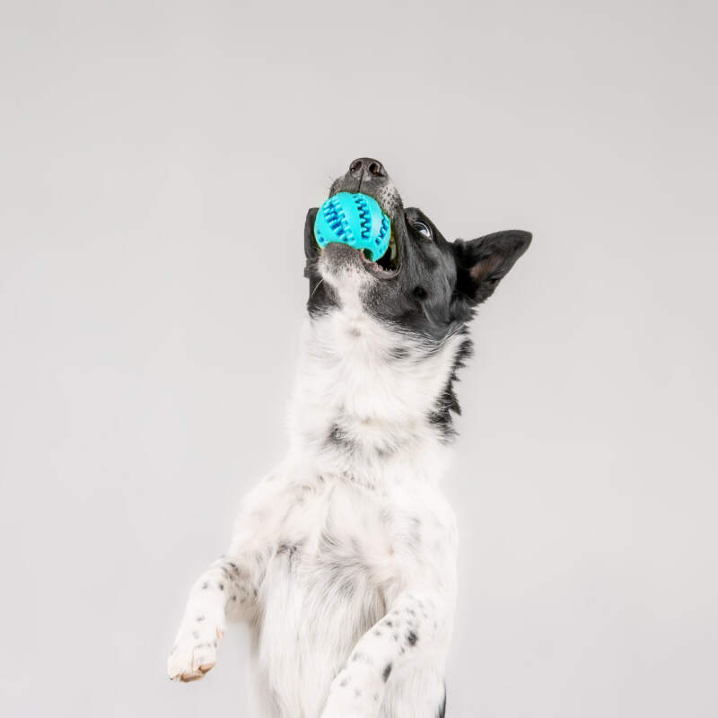 Dental Ball for Dogs with Treats Dispenser Chew Toy Blue - Image 6