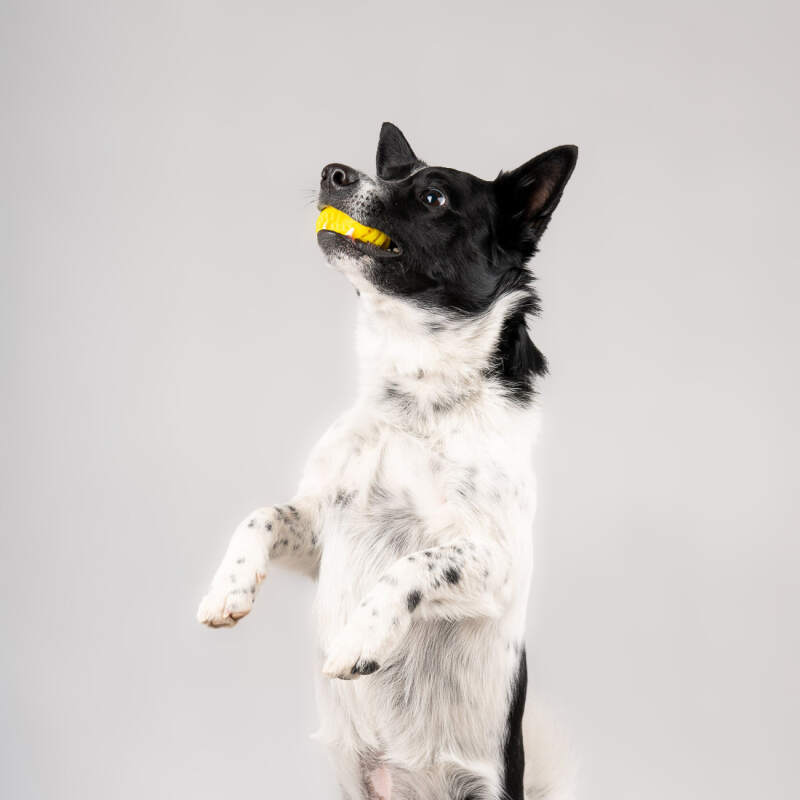 Dental Ball for Dogs with Treats Dispenser Chew Toy Yellow - Image 6