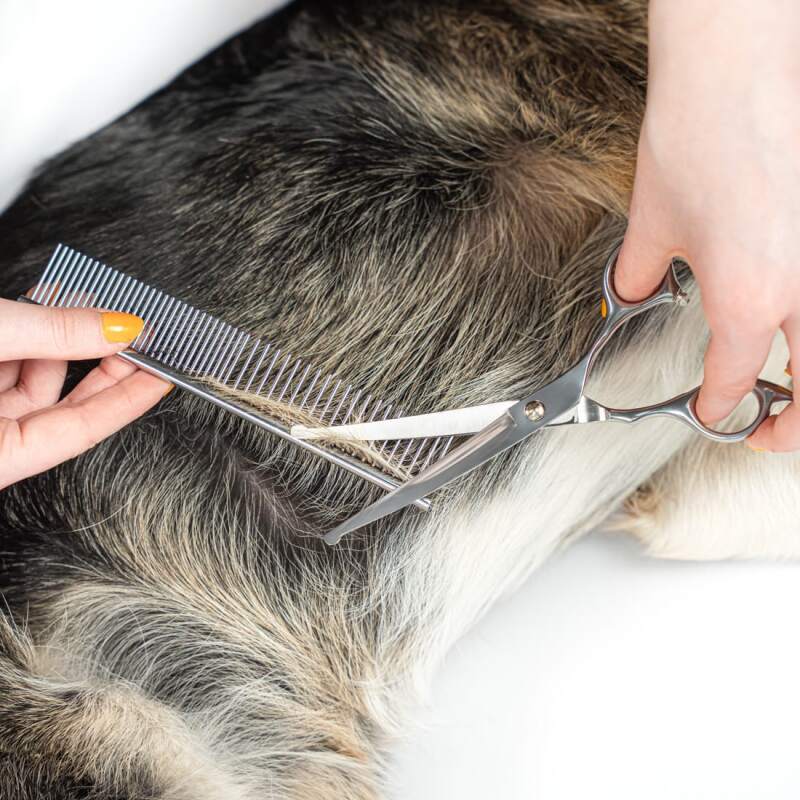 Stainless Steel Dog Grooming Scissors Set - Image 4