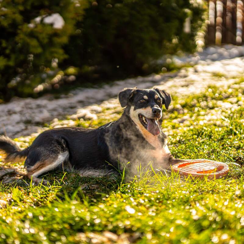 Agility Training Ring for Dogs - Image 6