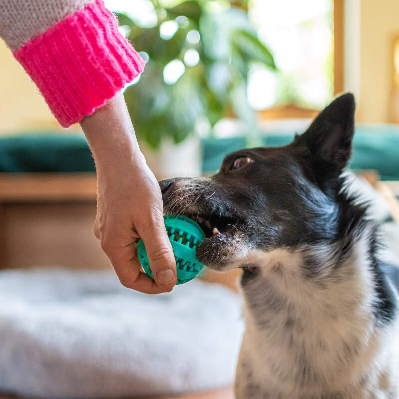 Dental Ball for Dogs with Treats Dispenser Chew Toy Blue - Image 8