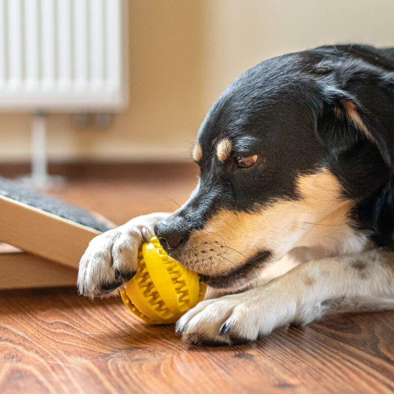 Dental Ball for Dogs with Treats Dispenser Chew Toy Yellow - Image 10