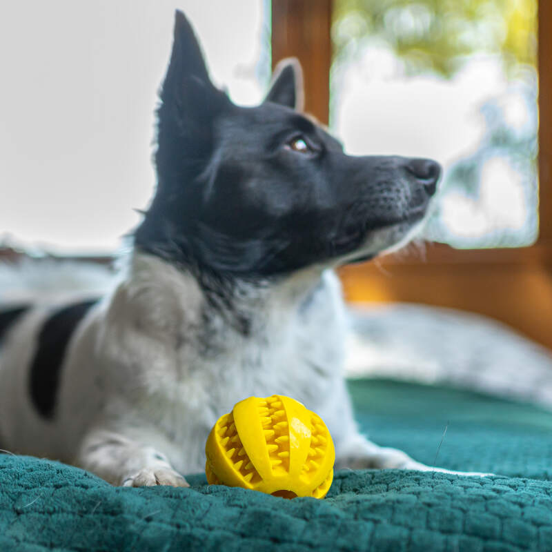 Dental Ball for Dogs with Treats Dispenser Chew Toy Yellow - Image 12