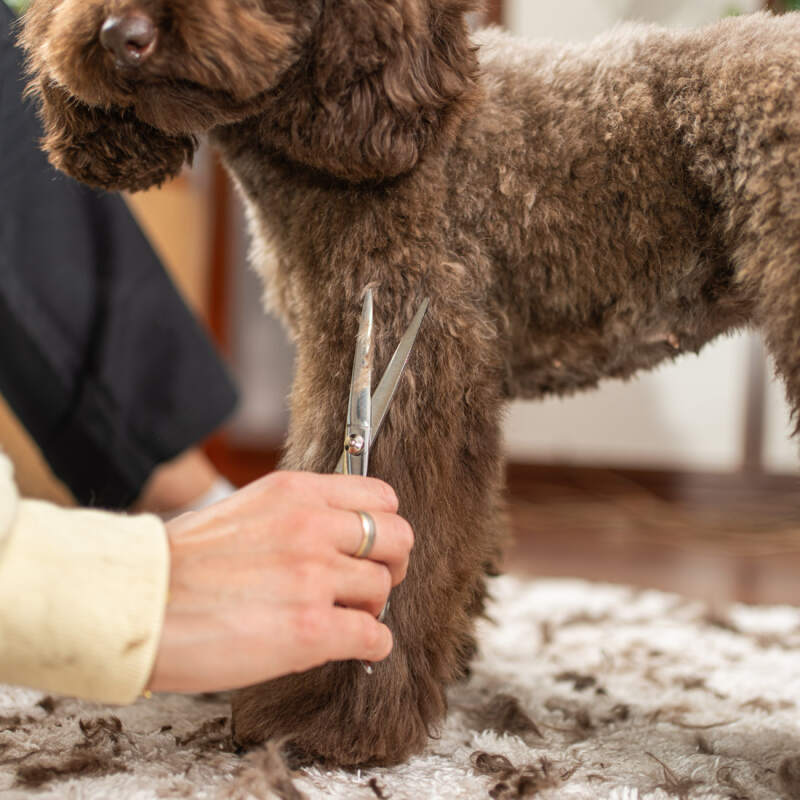 Quiet Cordless Dog Grooming Clippers - Image 15