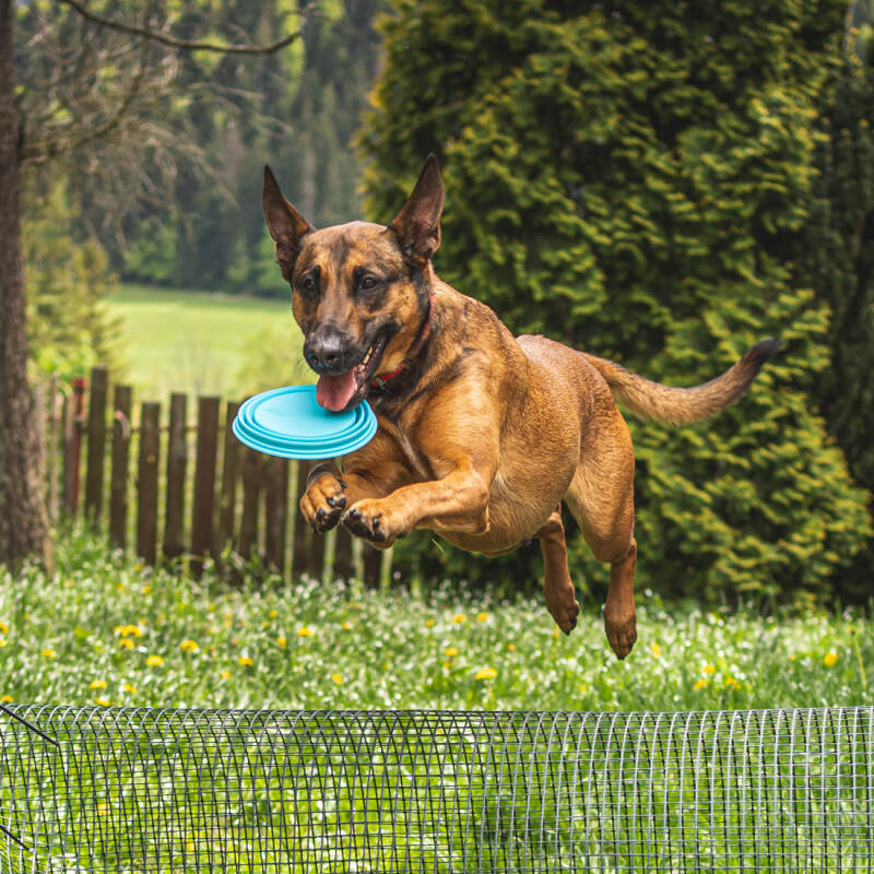 Collapsible Silicone Dog Travel Bowl 1L - Image 6