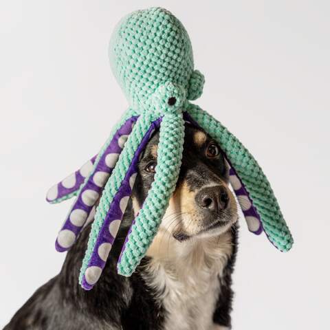 Alternative view of RAGI Plüsch-Oktopus mit Quietscher für Hunde