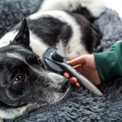 Alternative view of Selbstreinigende Bürste für Hund und Katze