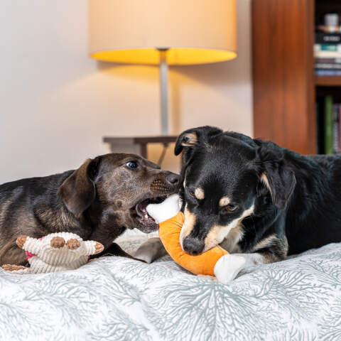 Alternative view of 7-teiliges Plüsch-Hundespielzeug Set – weich & robust